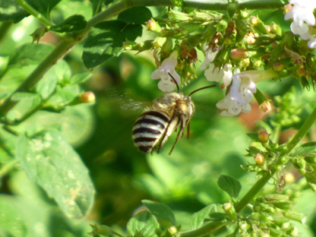 Amegilla quadrifasciata